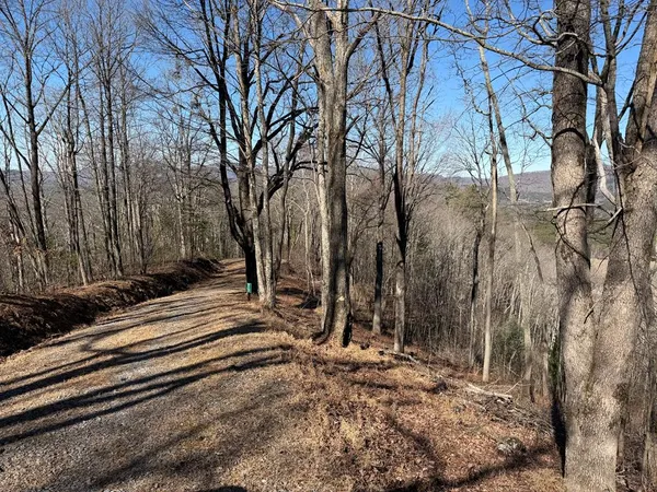 a view of a backyard with large trees