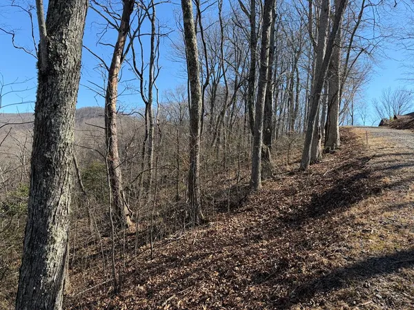 a view of a yard with lots of green space