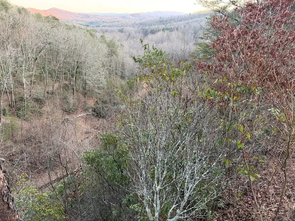 a view of a forest with trees in the background