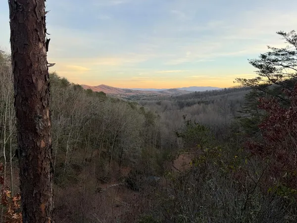 a view of a forest with a forest