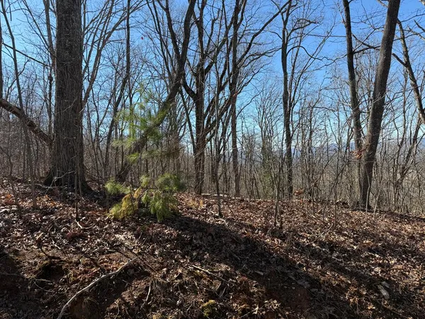 a view of a yard with plants and trees