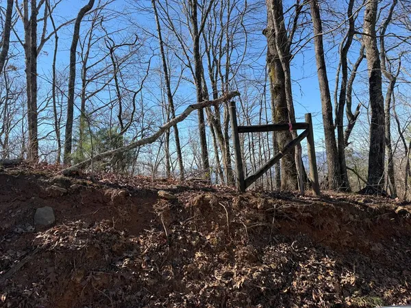 a backyard of a house with lots of green space and a large tree