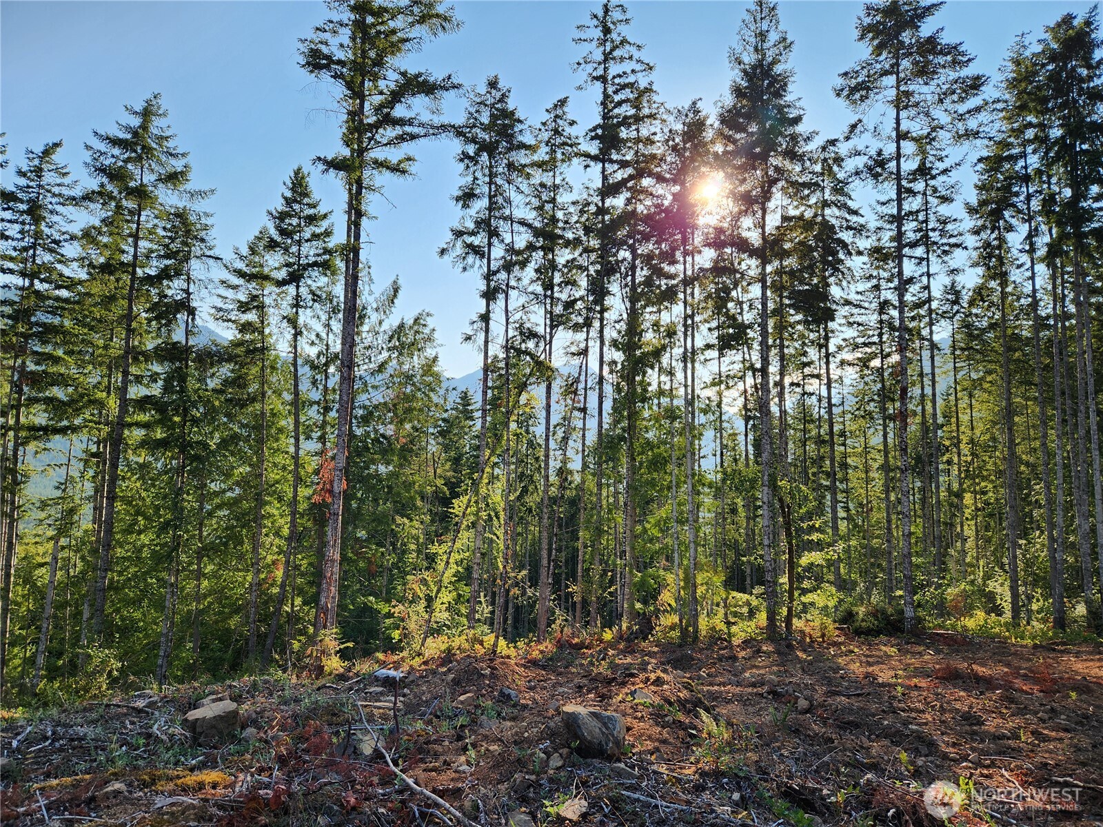 0 Rocky Brook Road, Unit LOT H Brinnon, WA 98320 - Photo 3 of 4 a view of a forest with lots of trees
