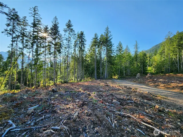 a view of a forest with trees