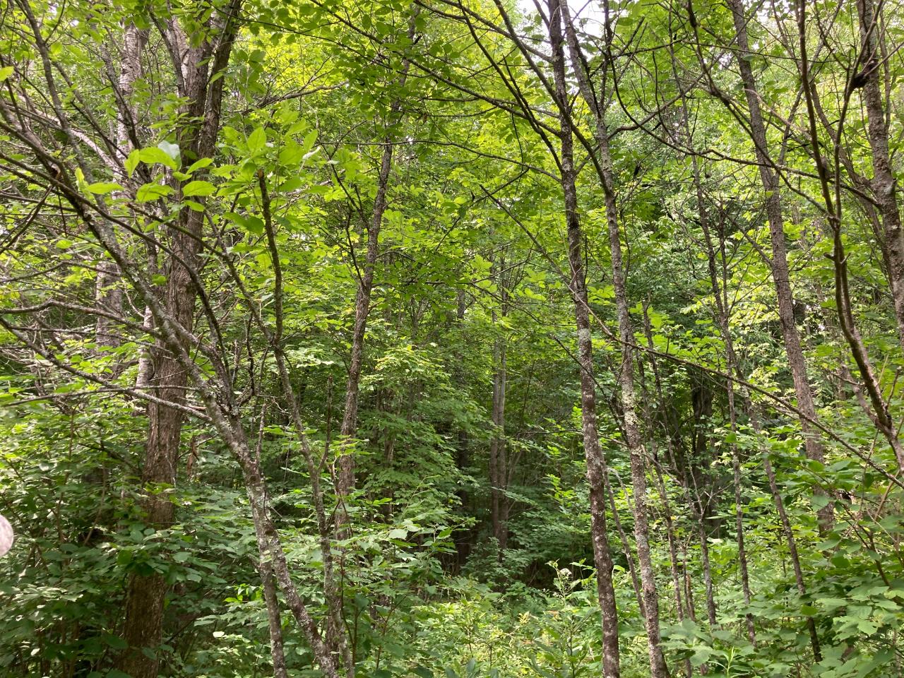 101 Old 101 Road, Unit 40 ACRES Armstrong Creek, WI 54103 - Photo 4 of 18 Gallery Image 4