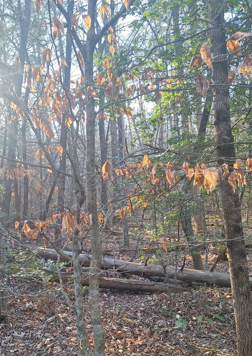 Lots Mill Creek Acres Blue Ridge, GA 30513 - Photo 3 of 11