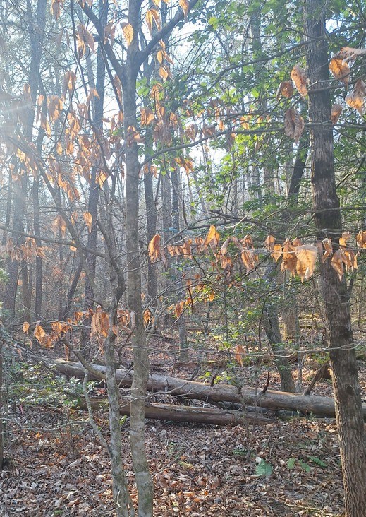 Lots Mill Creek Acres Blue Ridge, GA 30513 - Photo 6 of 11