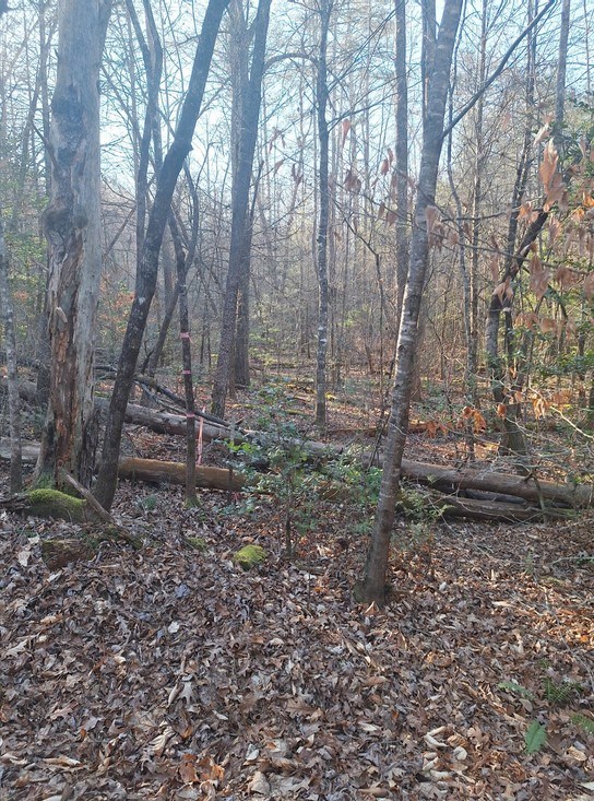 Lots Mill Creek Acres Blue Ridge, GA 30513 - Photo 7 of 11