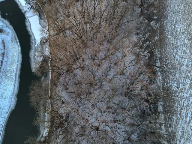 a picture of a tree in a yard