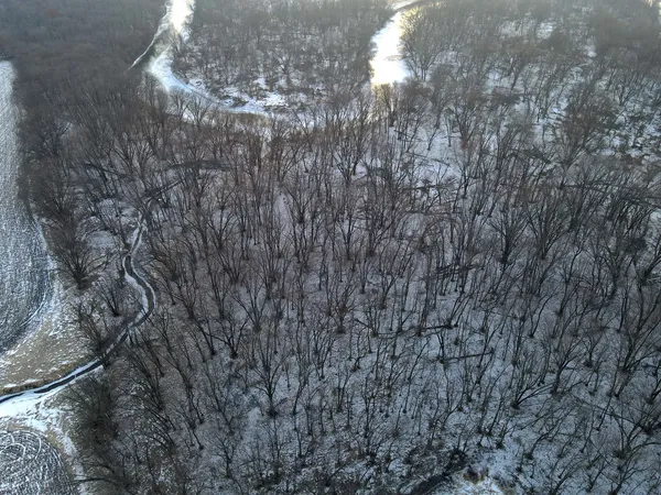 a view of a forest with a tree