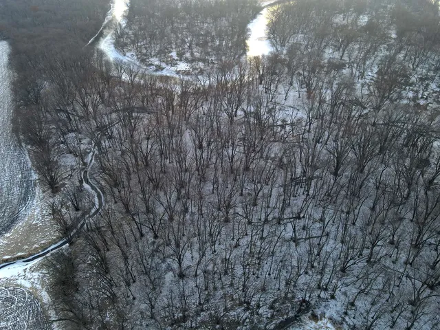 a view of a forest with a tree