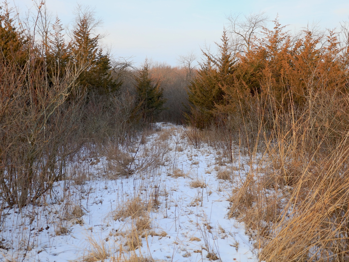 0 Us Bypass Freeport, IL 61032 - Photo 24 of 43 a view of a dry yard with trees in the background