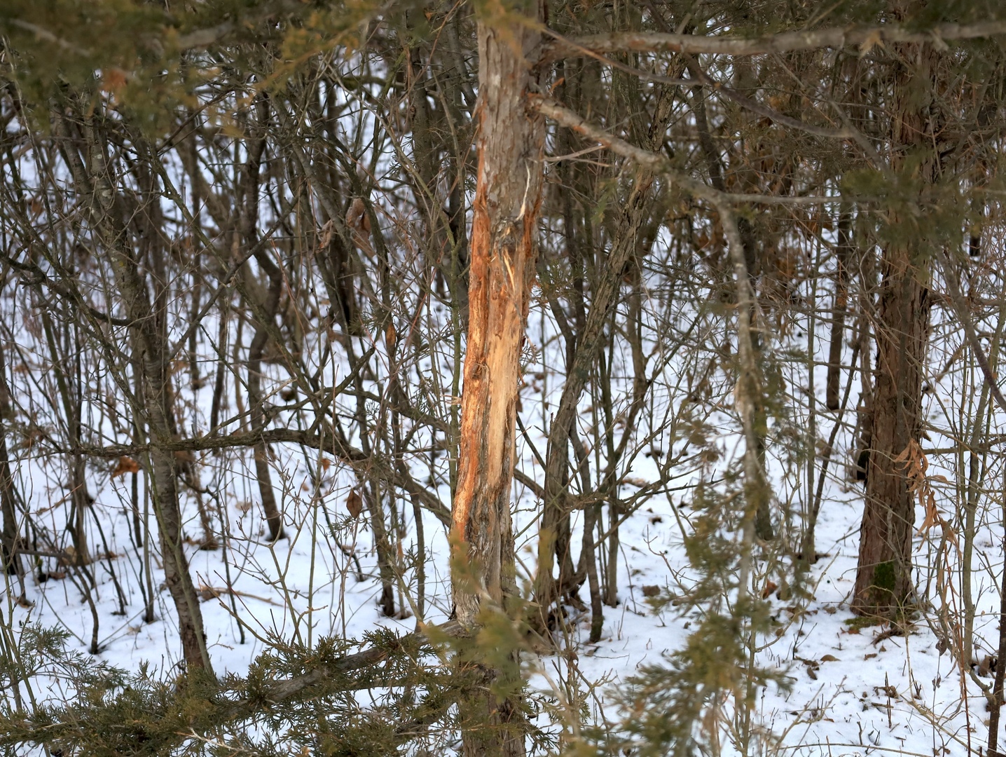 0 Us Bypass Freeport, IL 61032 - Photo 25 of 43 a view of tree