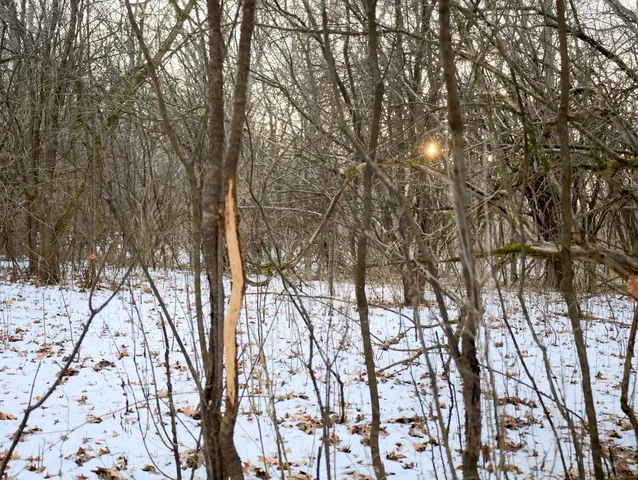 a view of dirt yard with a large tree