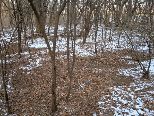 a view of a backyard with large trees
