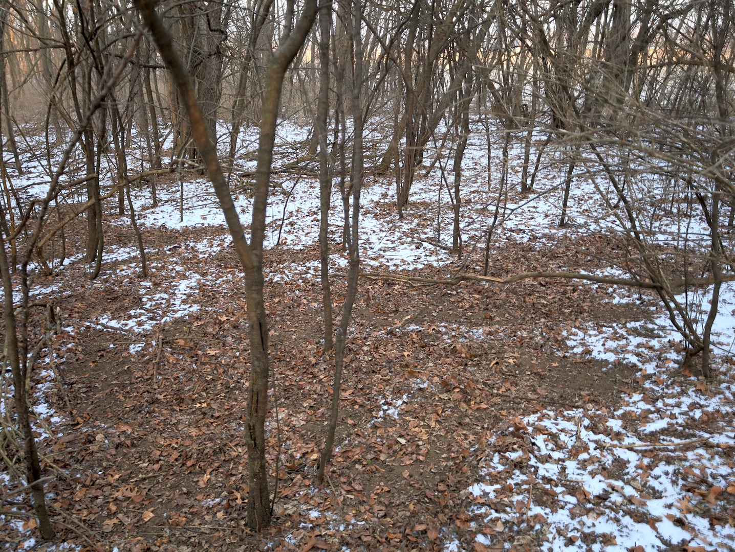 0 Us Bypass Freeport, IL 61032 - Photo 28 of 43 a view of forest