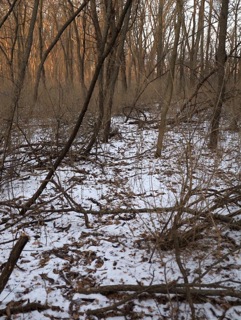 0 Us Bypass Freeport, IL 61032 - Photo 29 of 43 a view of a forest with a tree