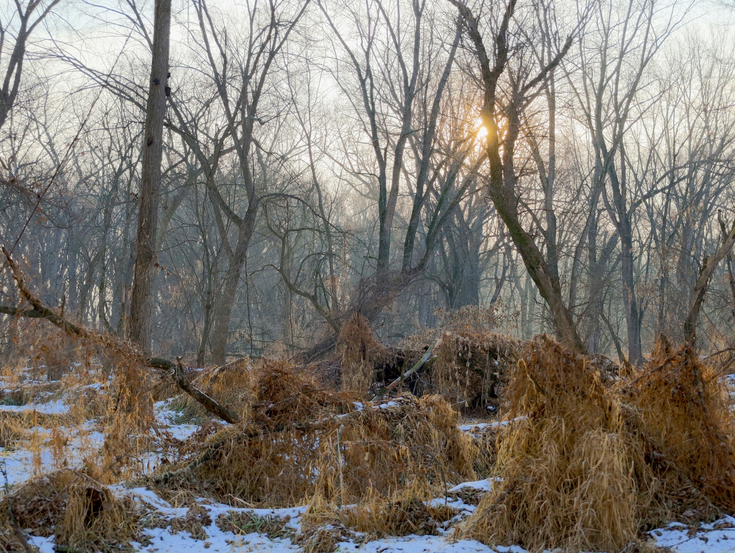 0 Us Bypass Freeport, IL 61032 - Photo 37 of 43 a backyard of a house with lots of green space