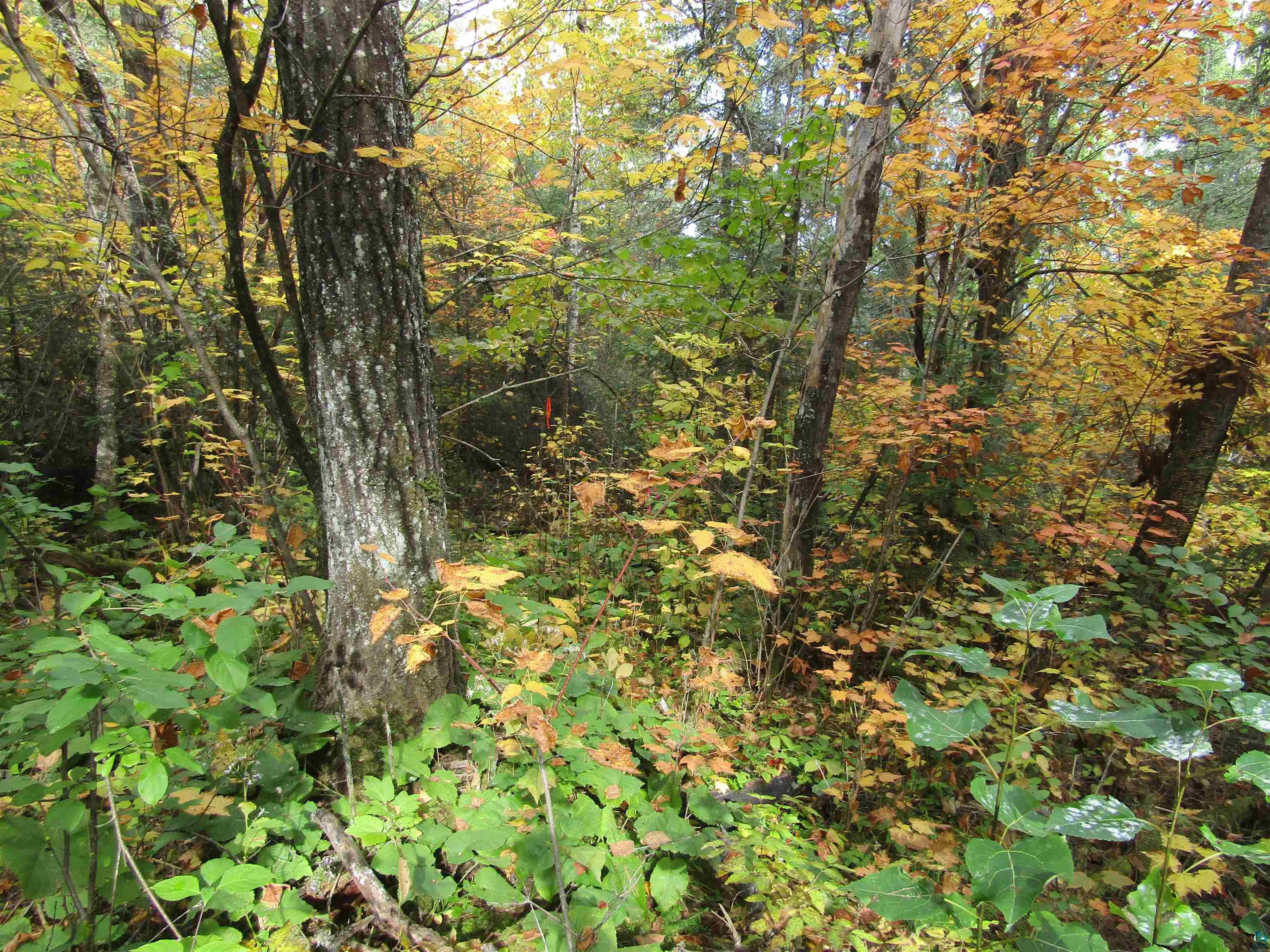 Xxx West Shagawa Road Ely, MN 55731 - Photo 11 of 30 Gallery Image 11