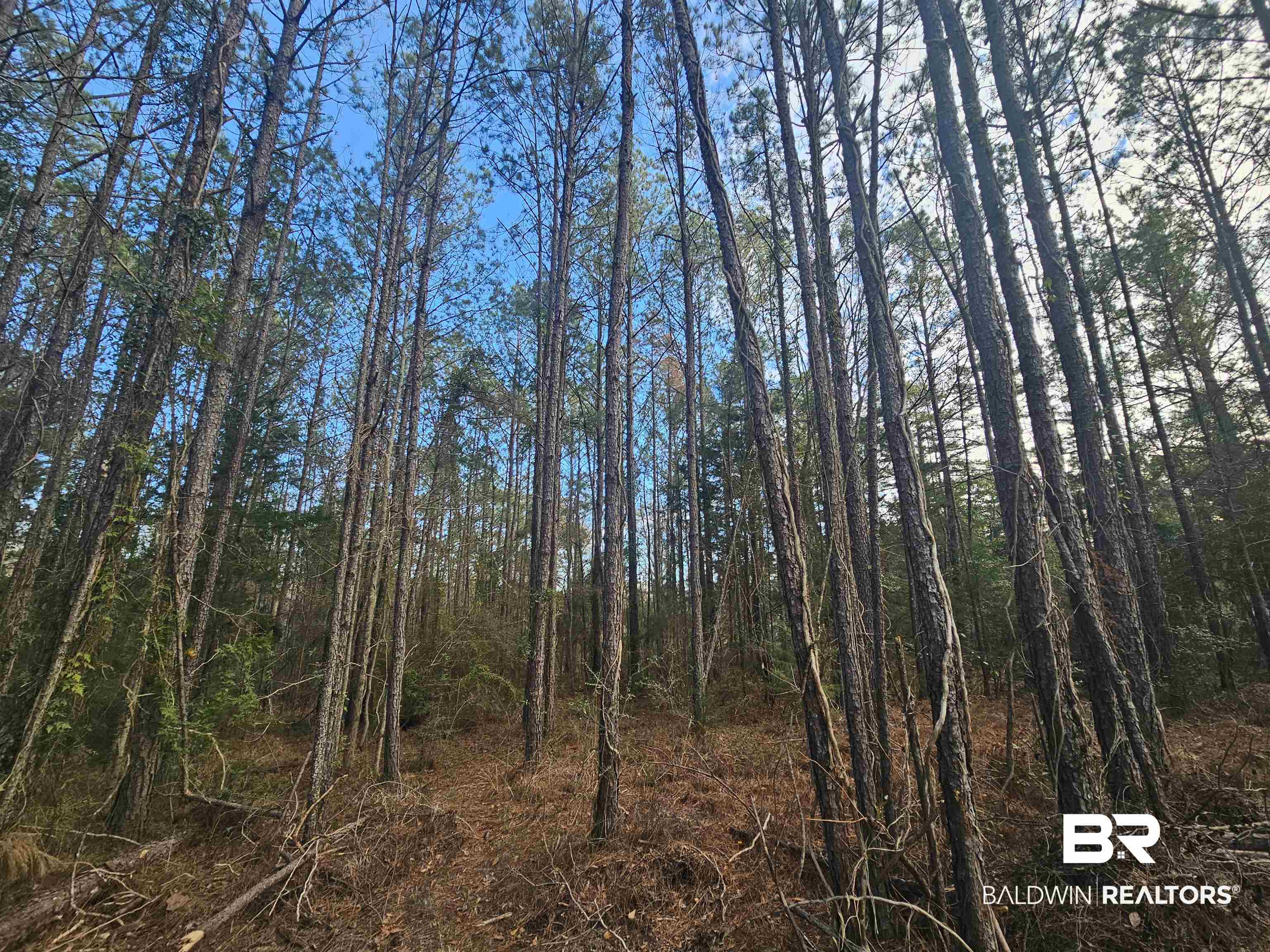 500 Owassa Road Evergreen, AL 36401 - Photo 5 of 5 View of woods