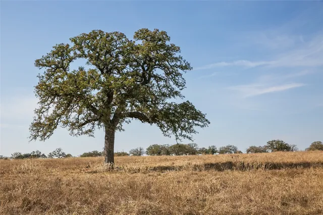 a view of a covered with large trees