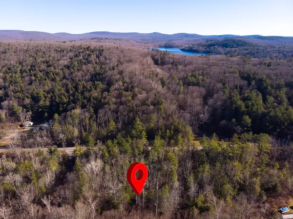 a view of a forest filled with trees