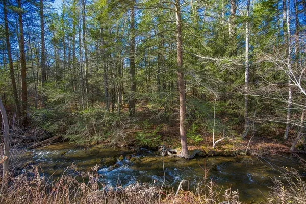 a view of forest