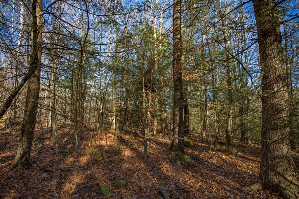 0 Goose Pond Road Lee, MA 01238 - Photo 9 of 12 a view of forest