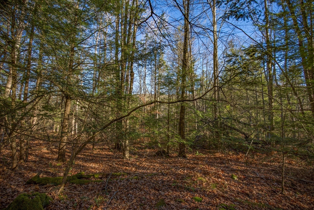 0 Goose Pond Road Lee, MA 01238 - Photo 10 of 12 a backyard of a house with lots of trees