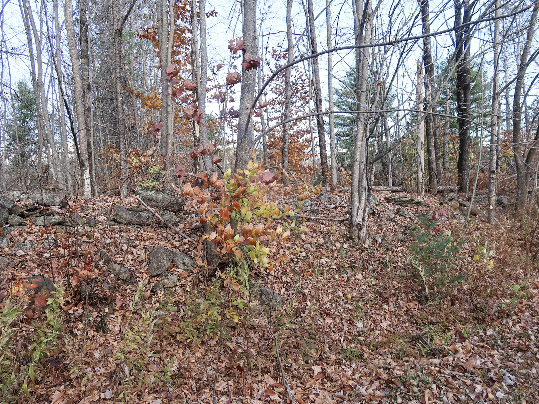Lot #38 Nickerson Hill Road Readfield, ME 04355 - Photo 9 of 18 7-IMG_4034
