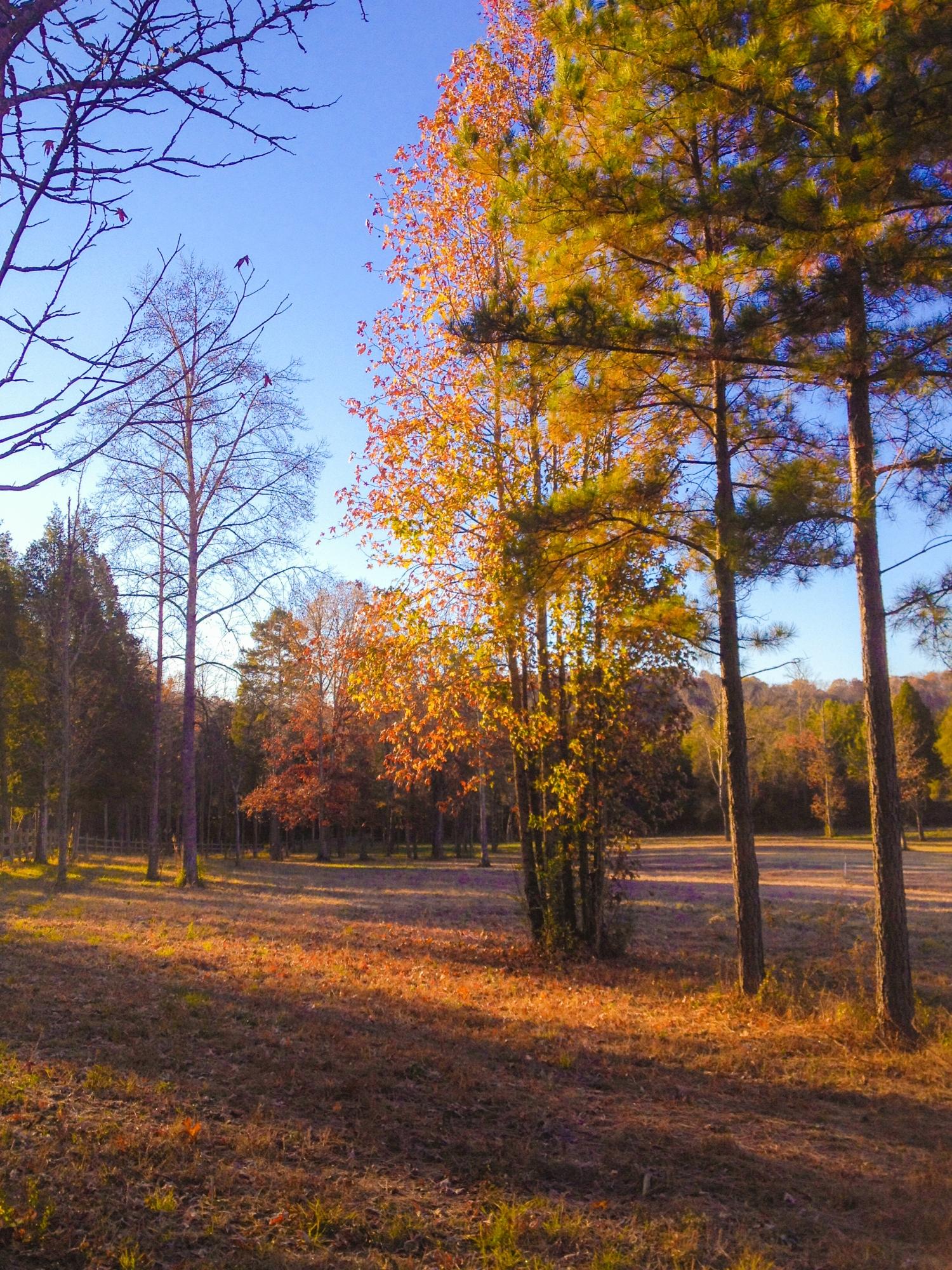 6907 Pine Grove Providence Road Loudon, TN 37774 - Photo 1 of 5 Sharp Lot 1a