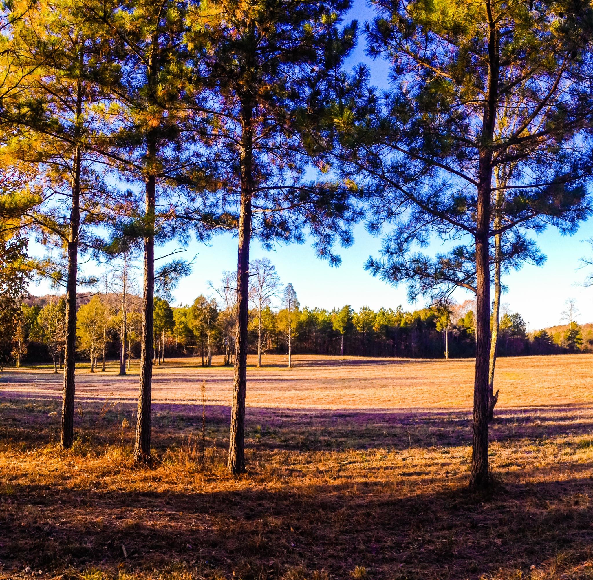 6907 Pine Grove Providence Road Loudon, TN 37774 - Photo 5 of 5 Sharp Lot 1e