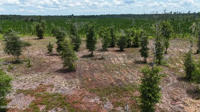 a view of a yard with plants and large trees