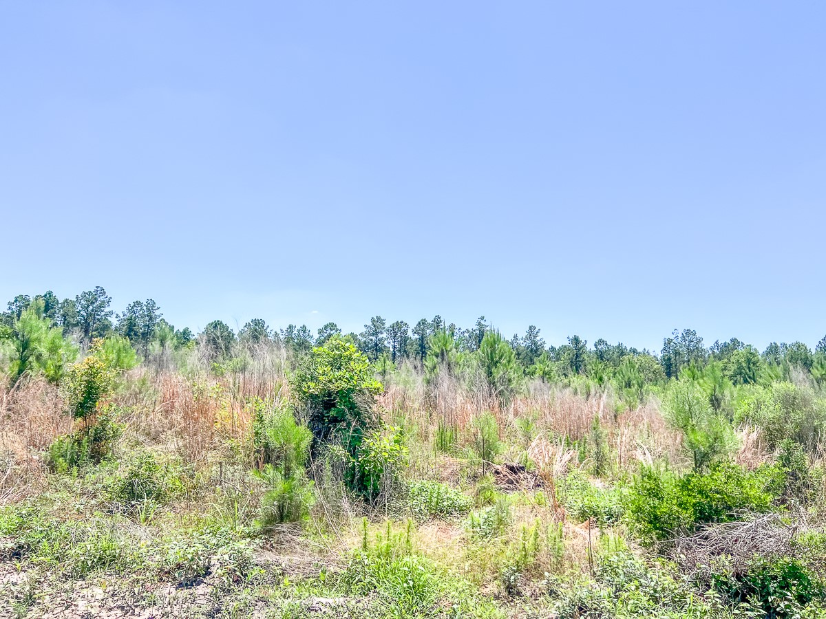 T-3 Union Springs Road Corrigan, TX 75939 - Photo 2 of 12