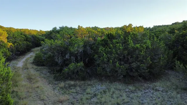 a view of a forest with a forest