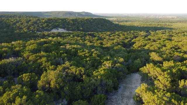 a view of a forest with a tree