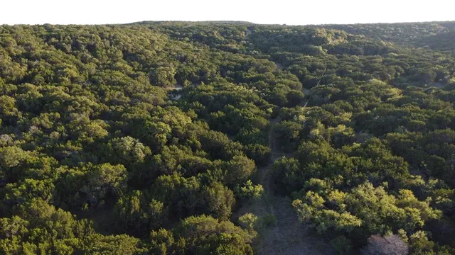 a view of a forest with a tree