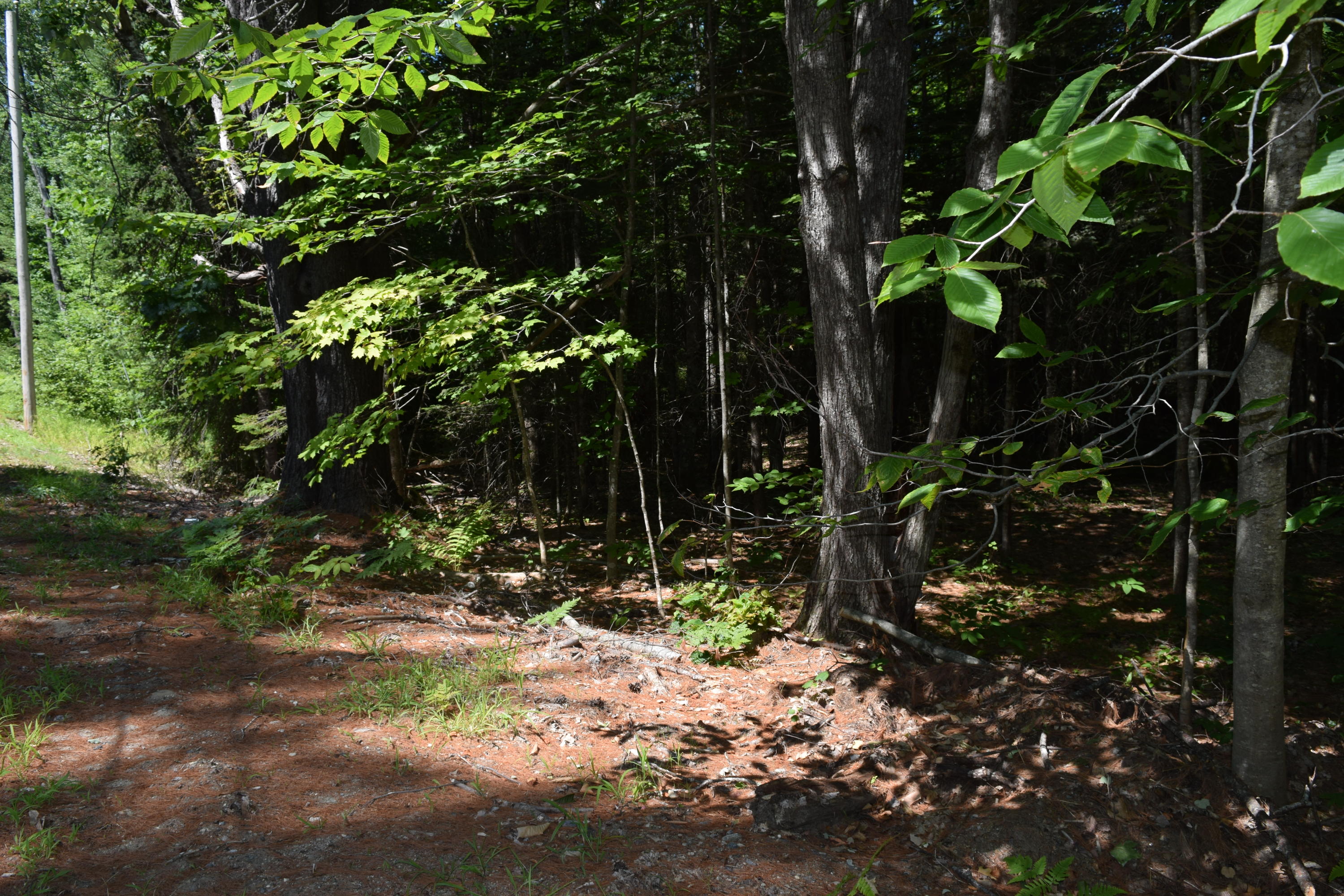 Lot 7 Waterford Road Harrison, ME 04040 - Photo 9 of 21 DSC_0007