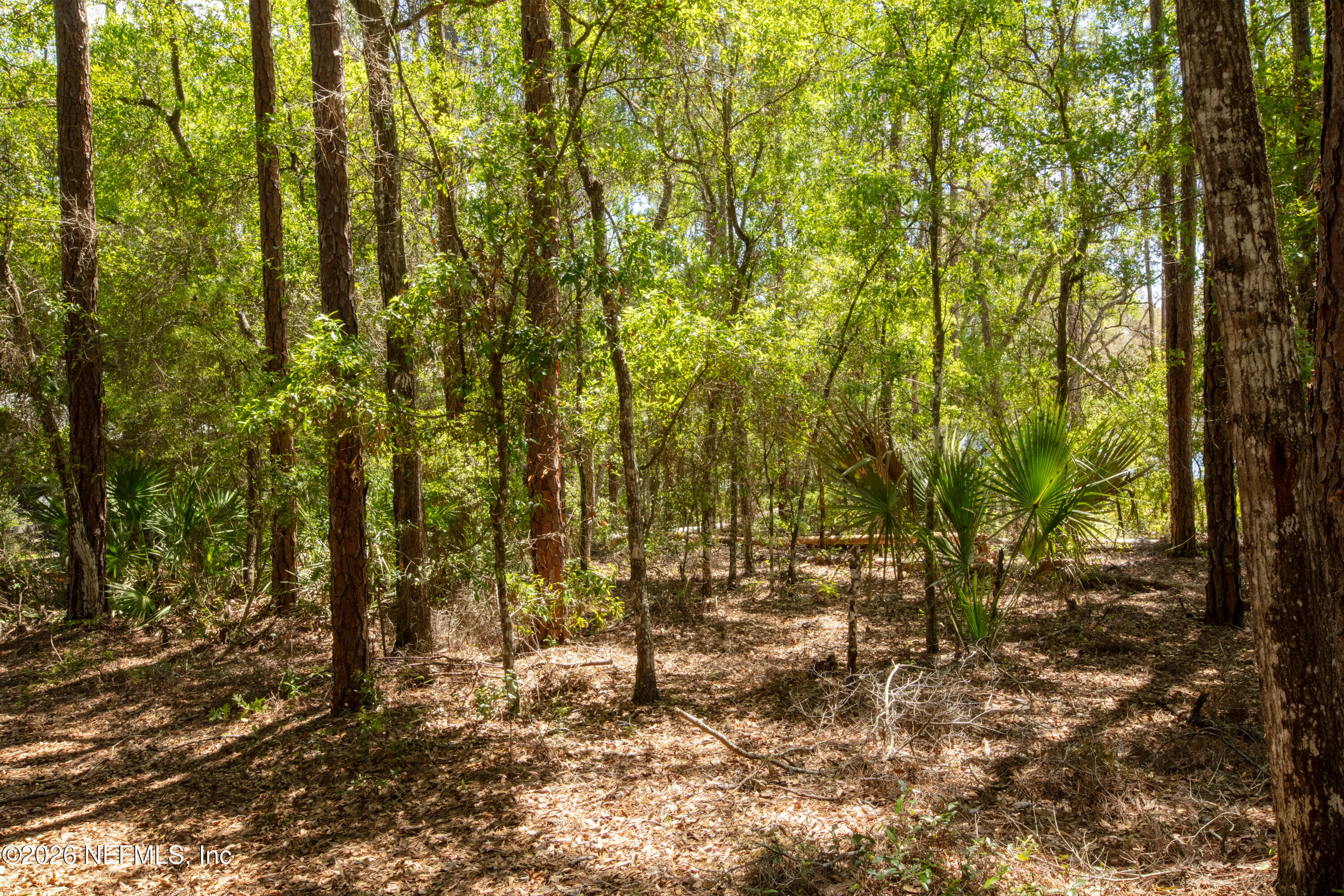 111 Gator Trail Melrose, FL 32666 - Photo 6 of 11 a view of yard
