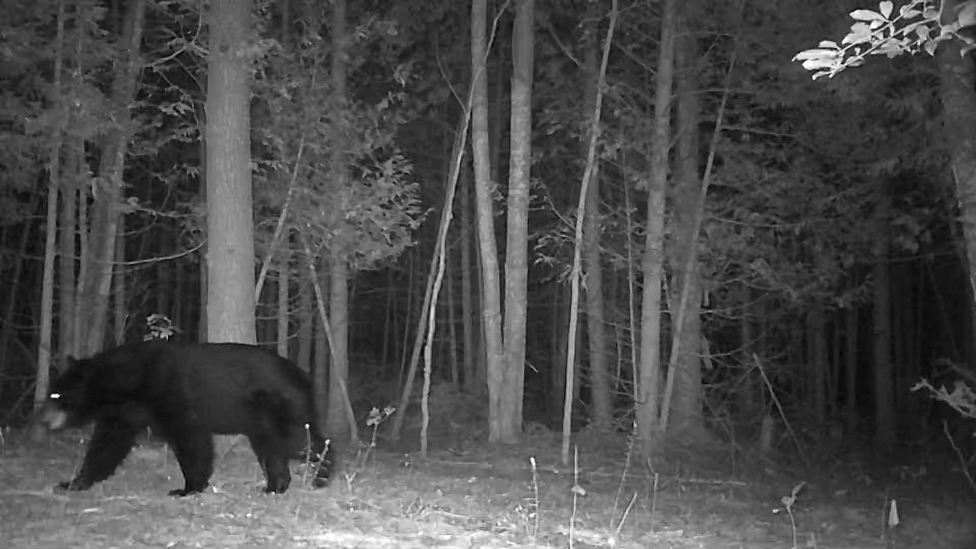 0 Swamp Road Frankfort, MI 49635 - Photo 10 of 19
