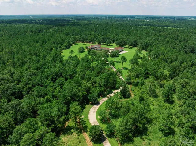 a view of a lush green forest with lots of trees