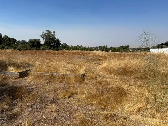 a view of a yard with plants and large trees