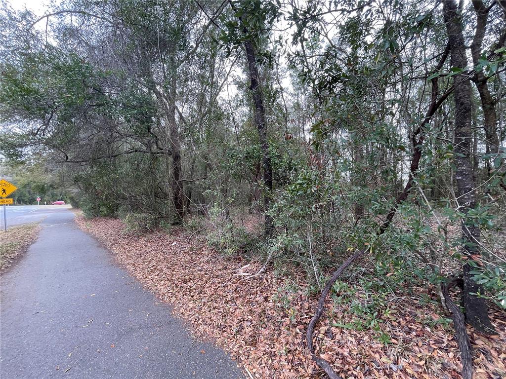 8717 Southwest Archer Road Gainesville, FL 32608 - Photo 23 of 26 a view of a yard with plants and large trees