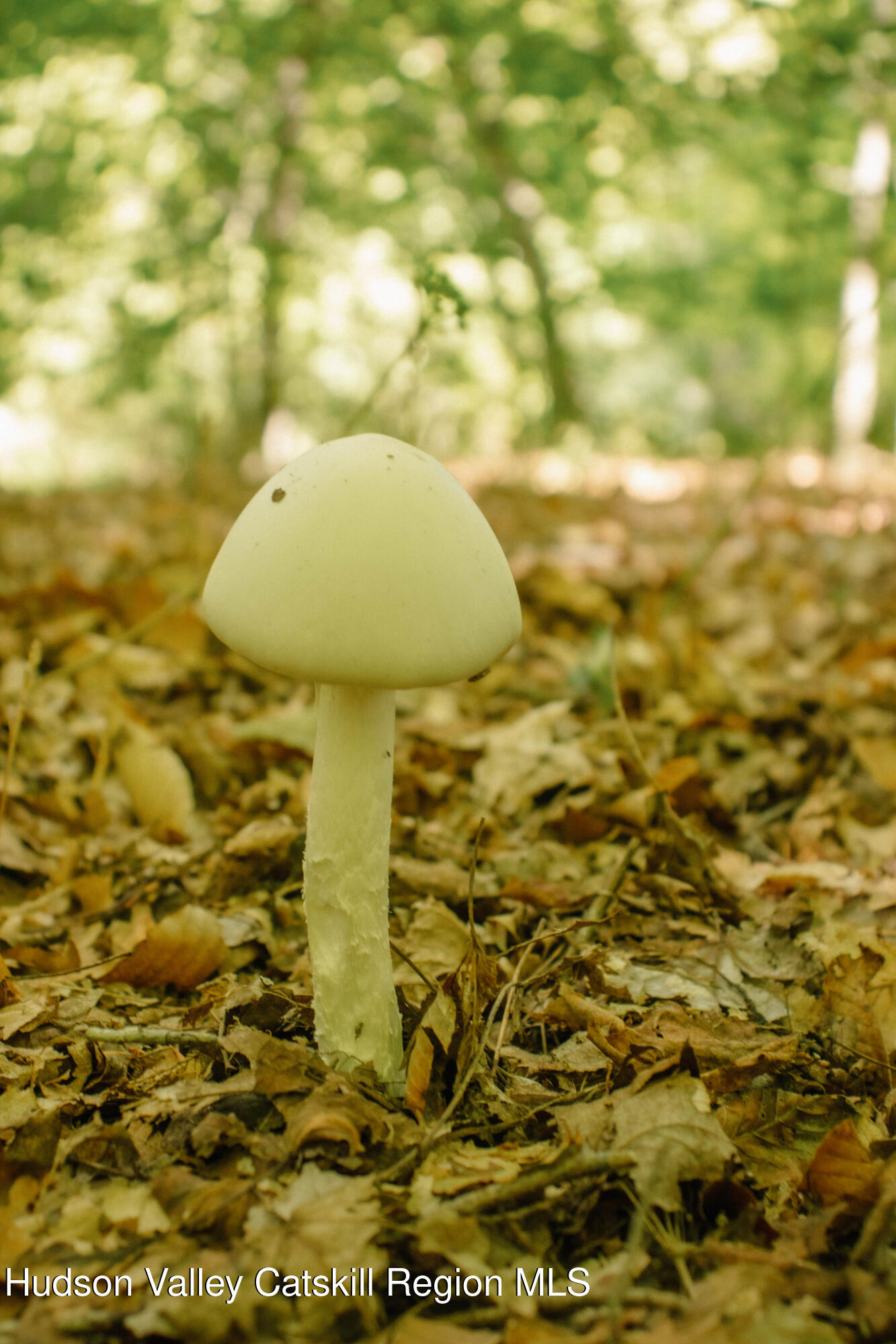 0 Copake Lake Road Hillsdale, NY 12529 - Photo 17 of 55 Photo Aug 30 2025, 12 43 25 PM