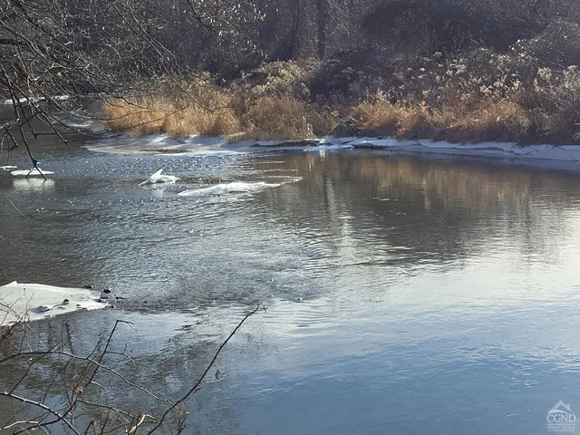 a view of a yard with large tree