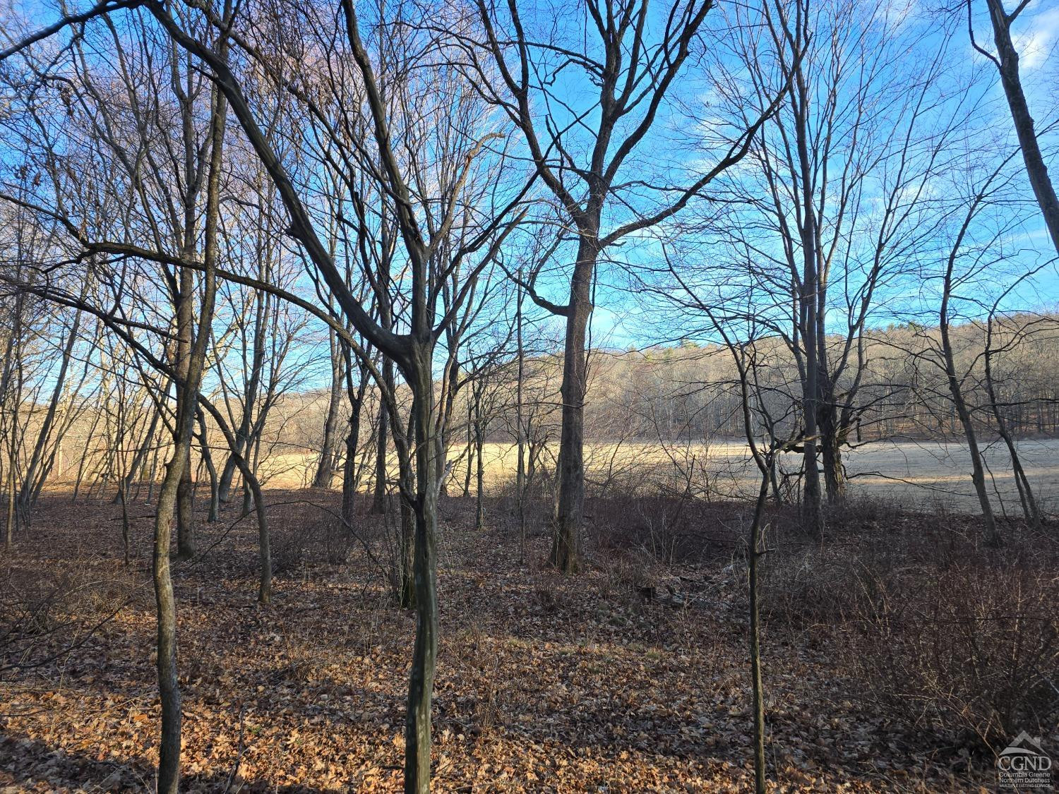 0 Copake Lake Road Hillsdale, NY 12529 - Photo 43 of 55 a view of a forest filled with trees