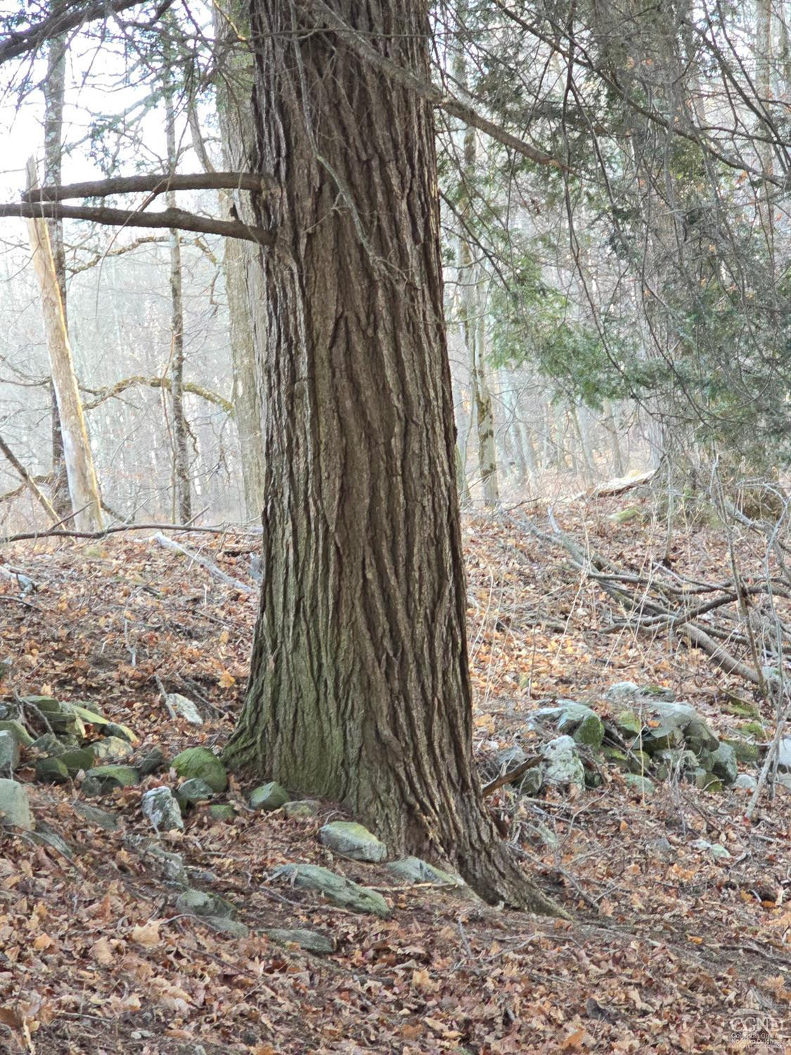 0 Copake Lake Road Hillsdale, NY 12529 - Photo 51 of 55 a view of a yard with large tree