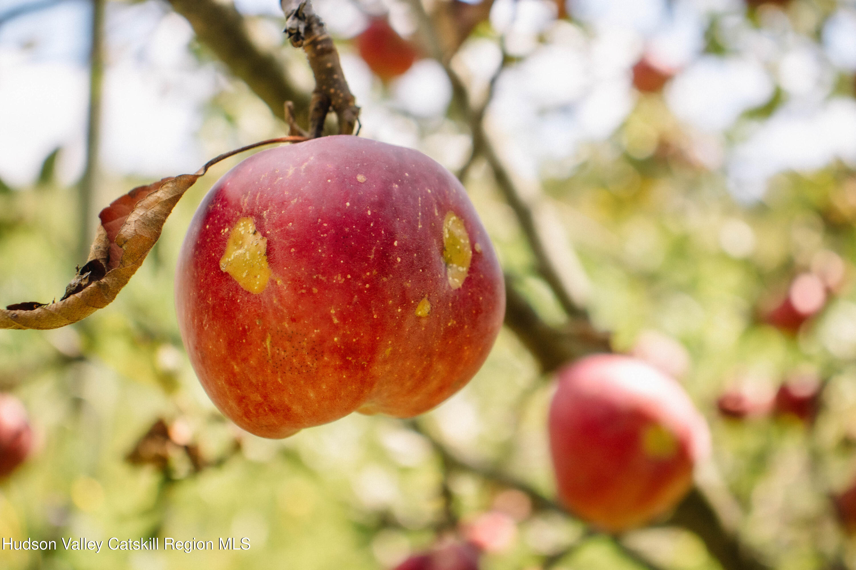 0 Copake Lake Road Hillsdale, NY 12529 - Photo 8 of 55 a view of a plant