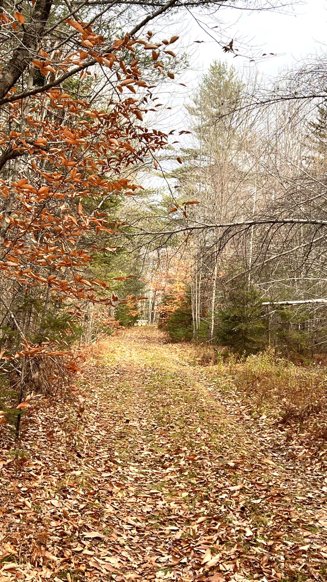 8 Map Road Parkman, ME 04443 - Photo 8 of 15 IMG_4059
