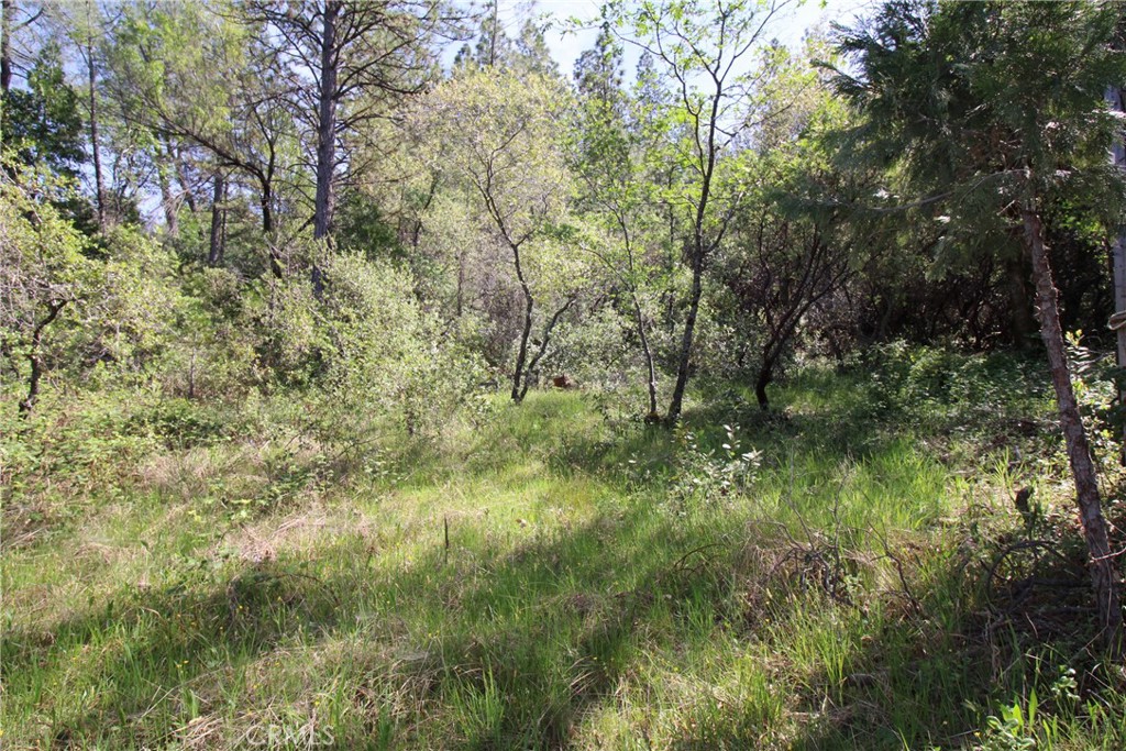 0 Black Bart Road Oroville, CA 95966 - Photo 12 of 38 a view of a lush green forest